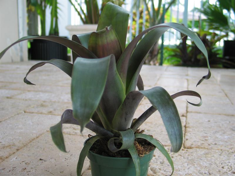 Krukoffiana