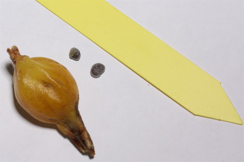 newly plucked berry and the two...