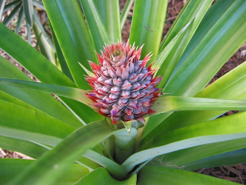 Pineapple 1