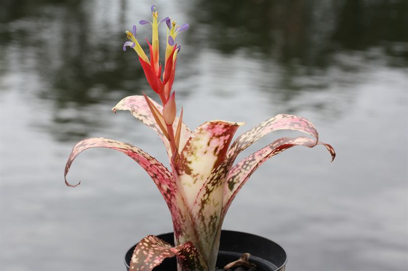 Billbergia Poquito Mas Billbergia Poquito Mas