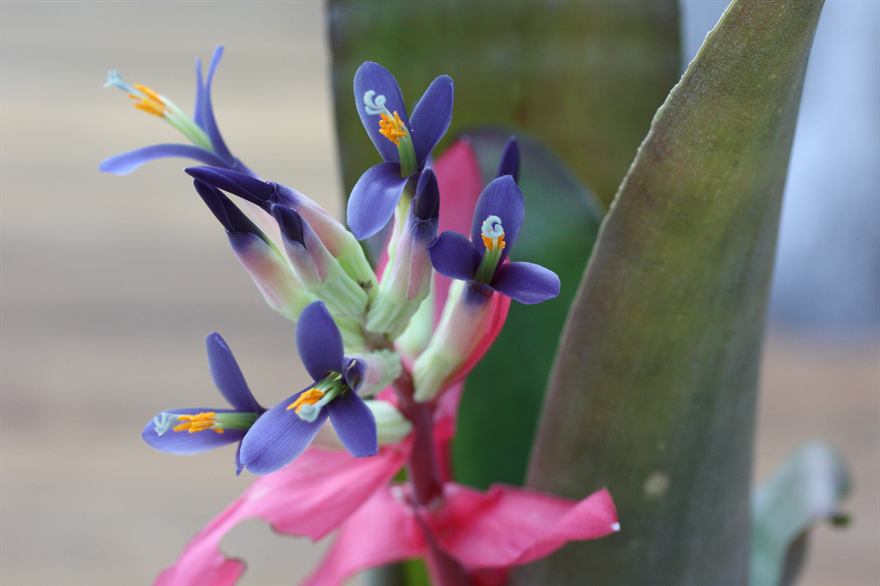 'Thelma Darling Hodge', 1