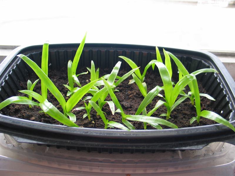 rosea seedlings, 1