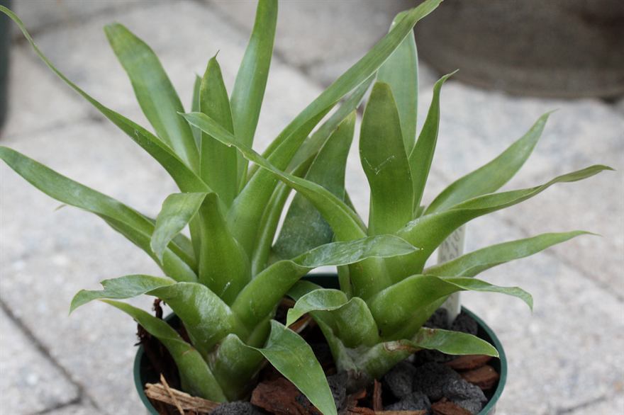 Catopsis sessiliflora (20110827)