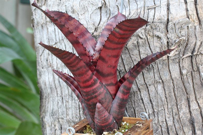 Neoregelia 'Groves Red Tiger'