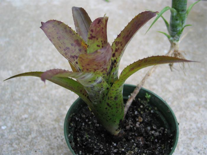 pauciflora, 1
