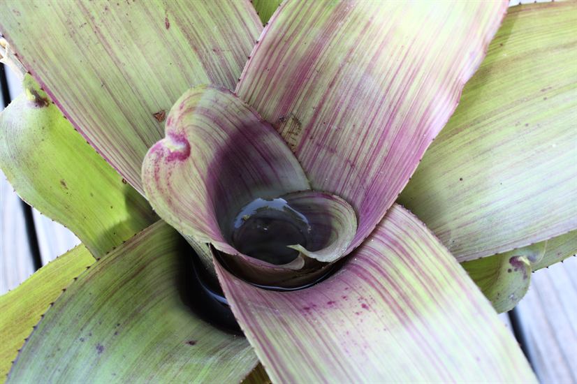 Neoregelia, 1