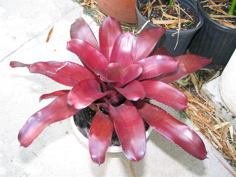 Neoregelia, 1