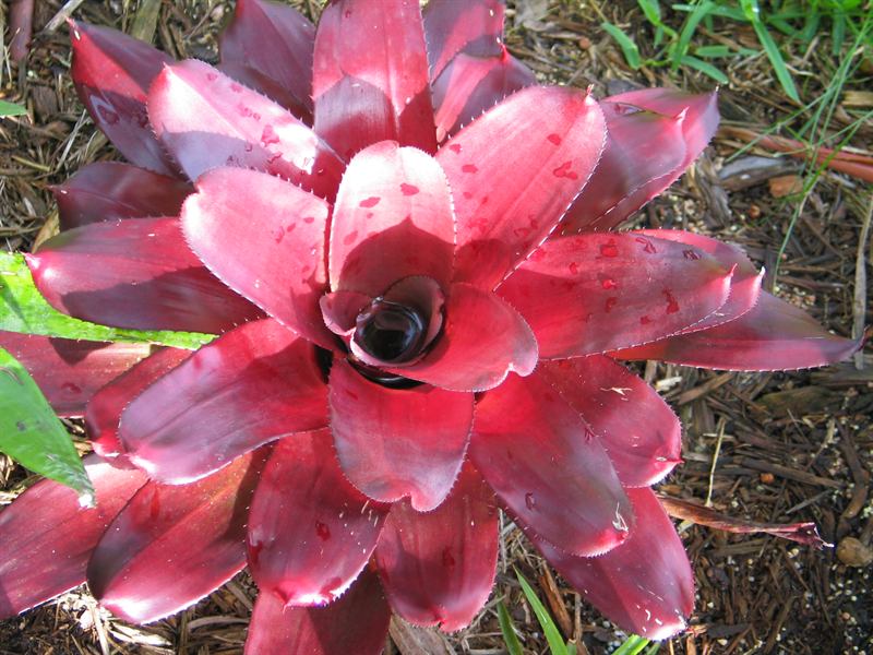 Neoregelia, 2