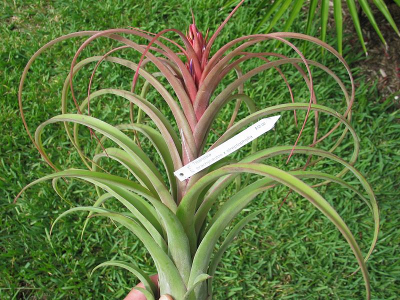 brachycaulos x streptophylla, 1