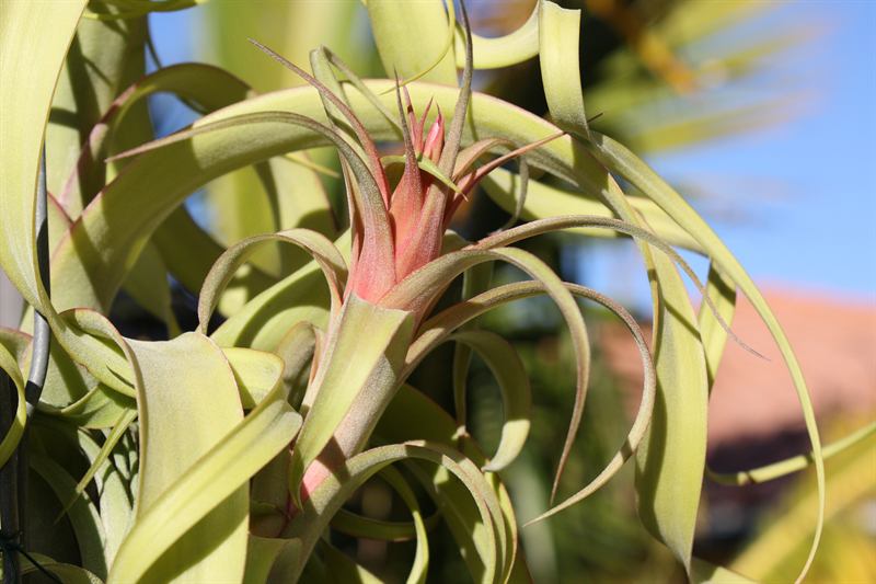 brachycaulos x streptophylla, 2