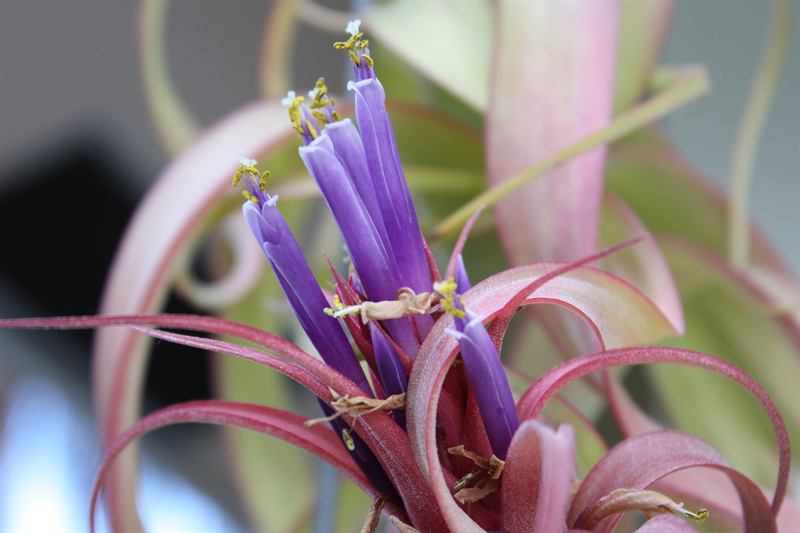 brachycaulos x streptophylla, 3