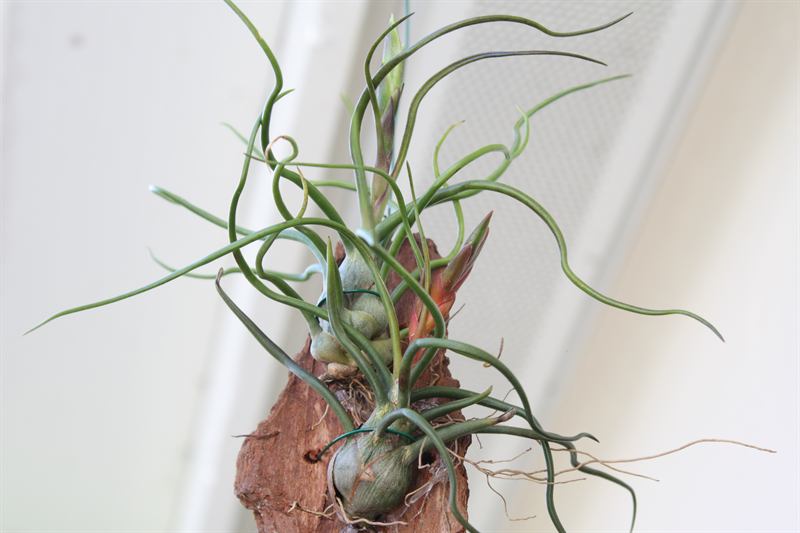 bulbosa, 1