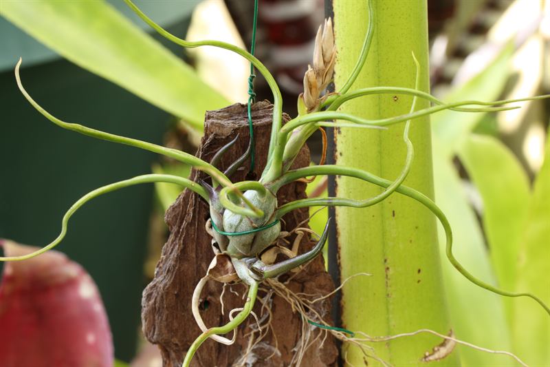 bulbosa, 2