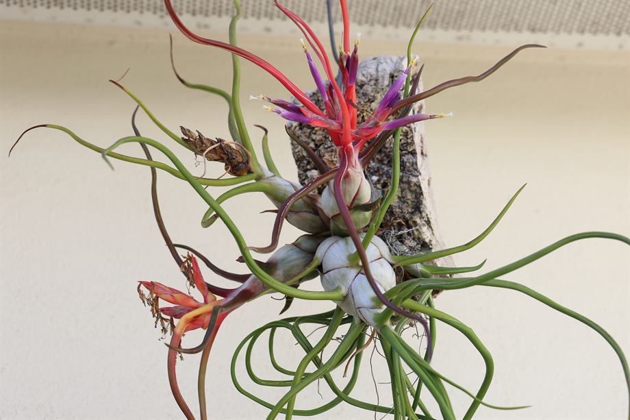 bulbosa, 3