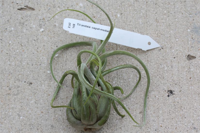 Tillandsia caput-medusae, 1