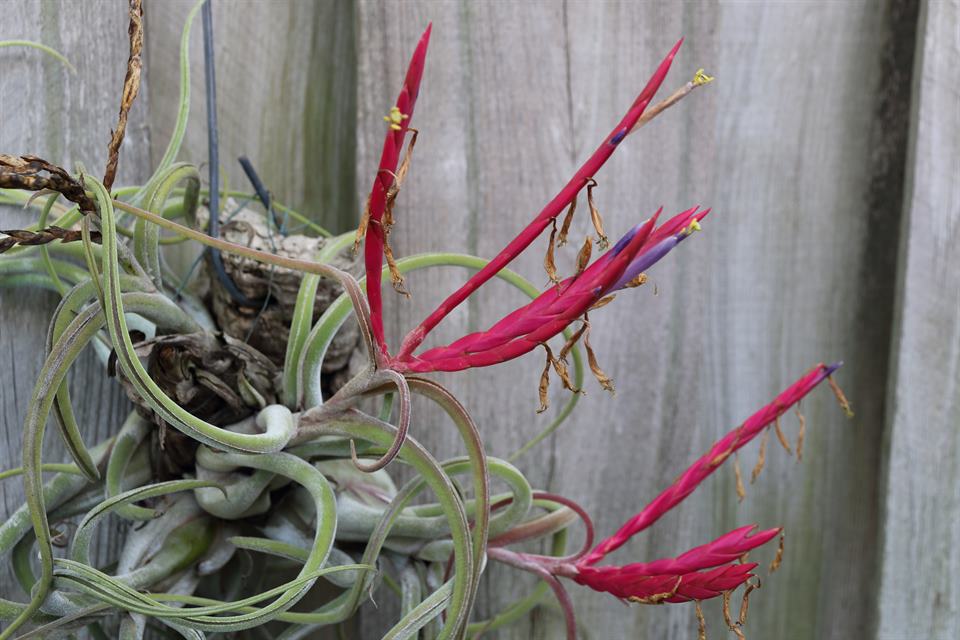 Tillandsia caput-medusae, 2