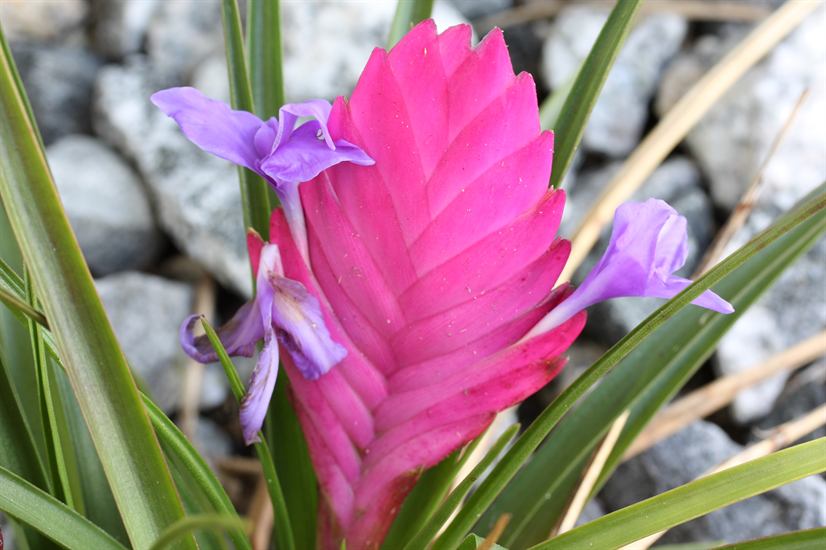 cyanea, 2