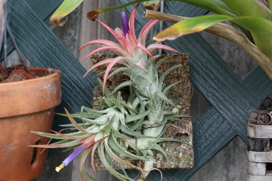 ionantha v. vanhyningii, 1