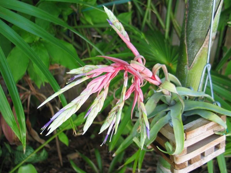 streptophylla, 2