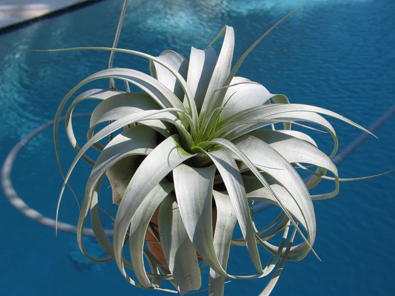 xerographica, 1