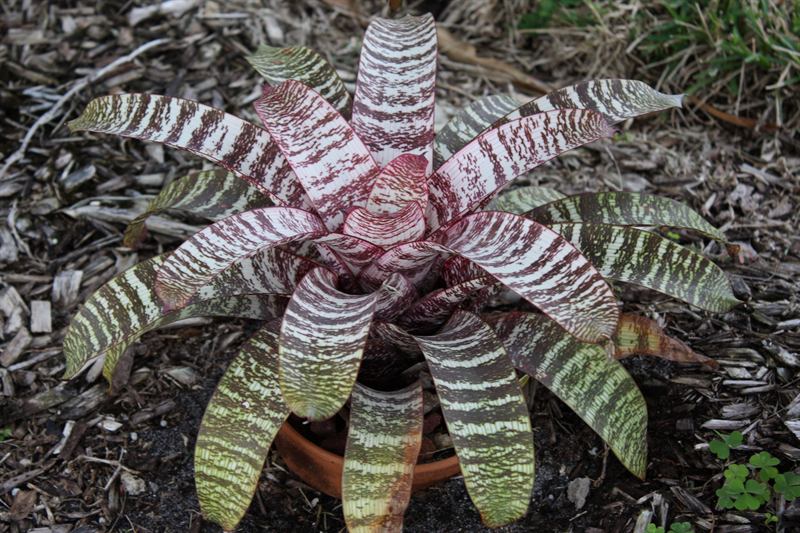 'Red Chestnut', 2