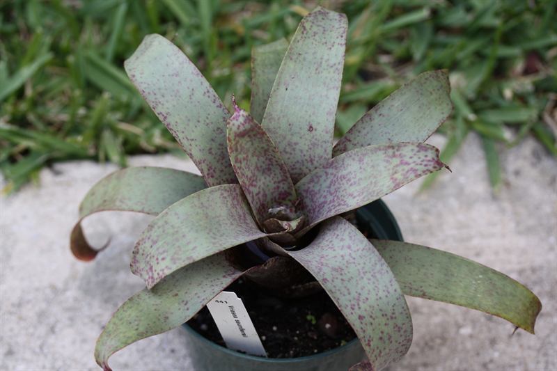 saundersii, 1