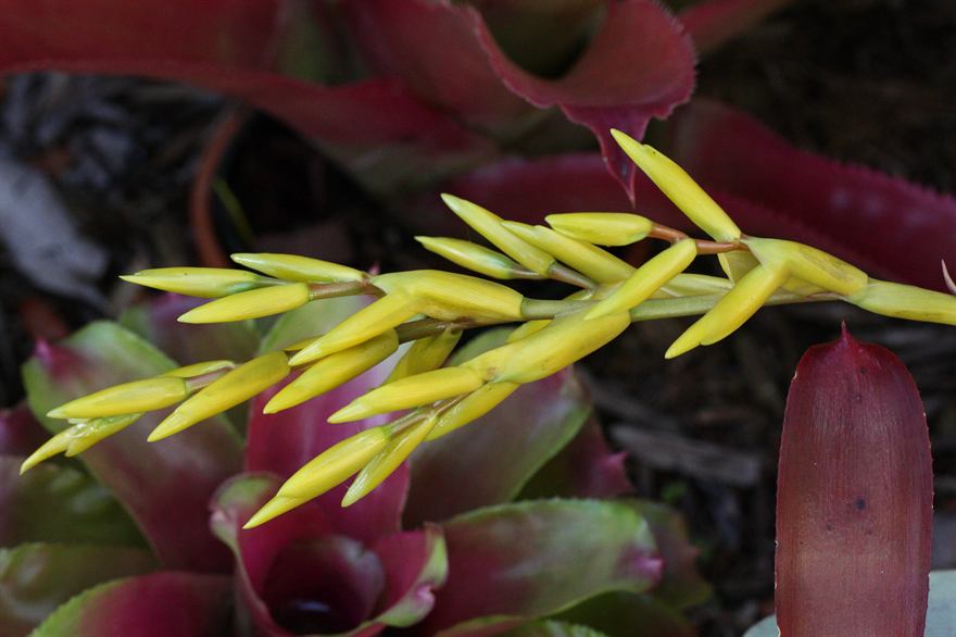 saundersii, 2