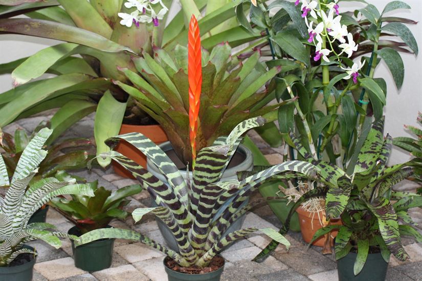 splendens, 1