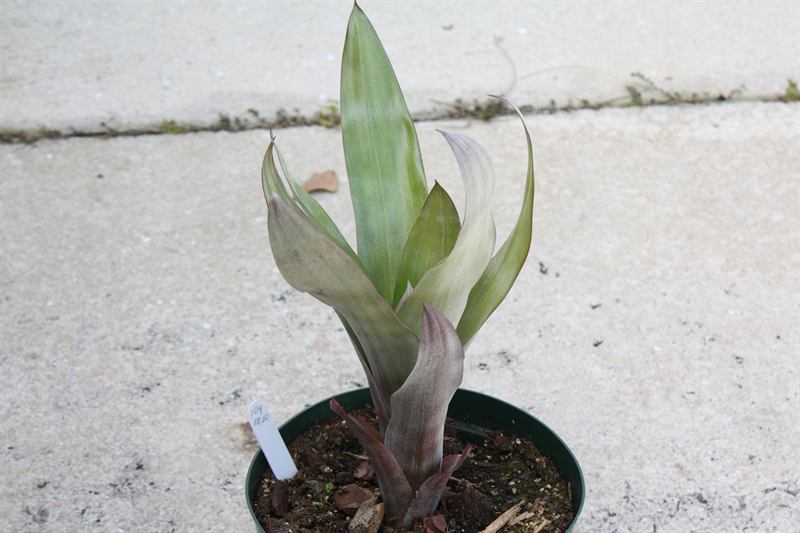 Aechmea 'Star of Linda'
