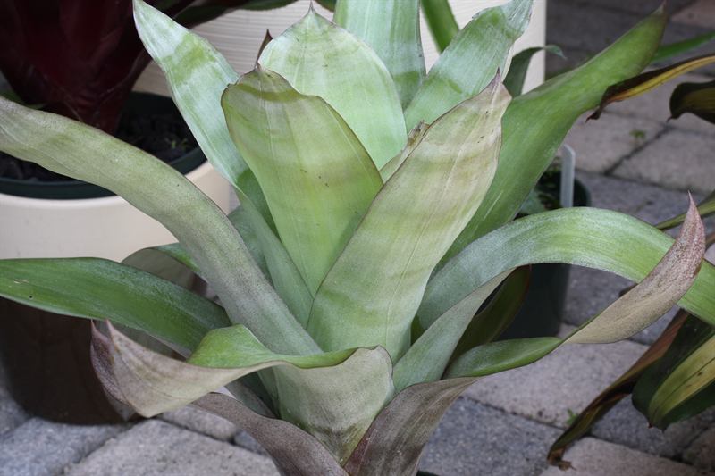 ブロメリア・エアープランツ Aechmea Star Of Linda Aechmea 'Star of Linda'