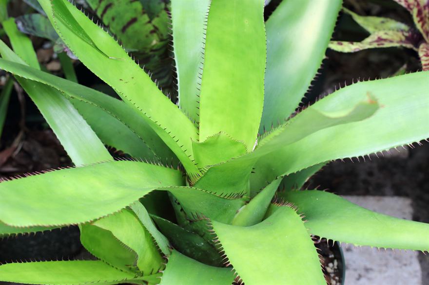 Aechmea ampla, 1