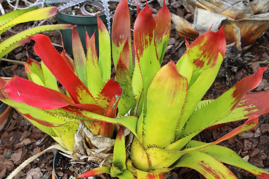 Aechmea ampla, 2