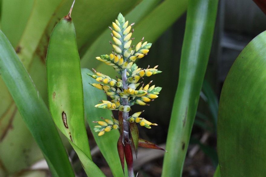 angustifolia, 1