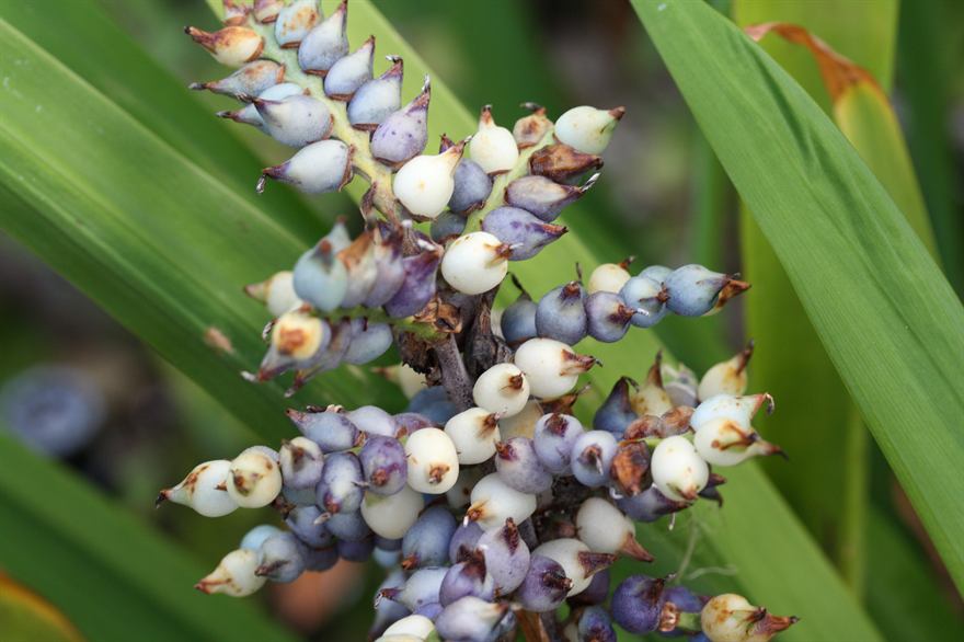 angustifolia, 2