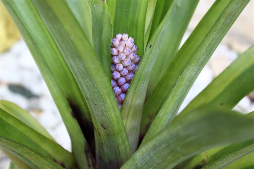 cylindrata bicolor, 2