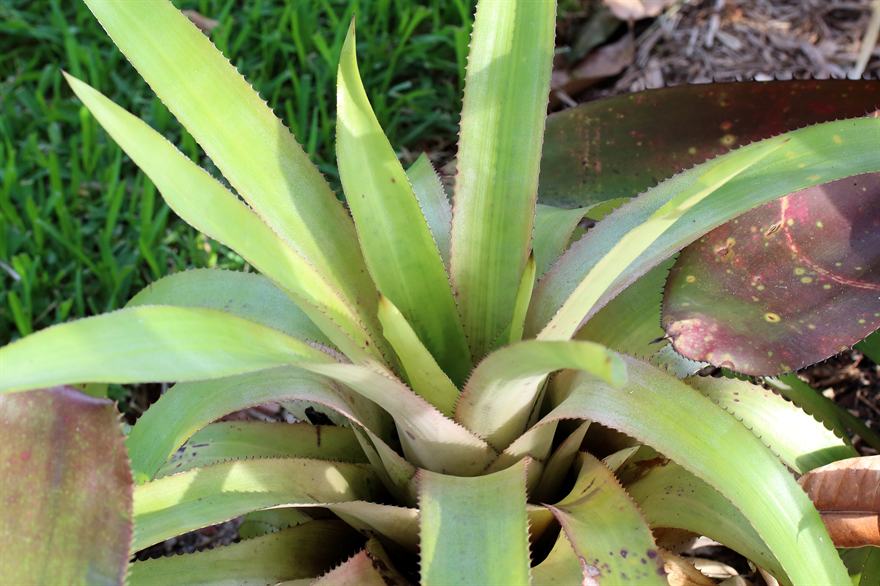 Aechmea fuerstenbergii, 1