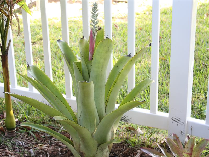 Aechmea kuntzeana, 1