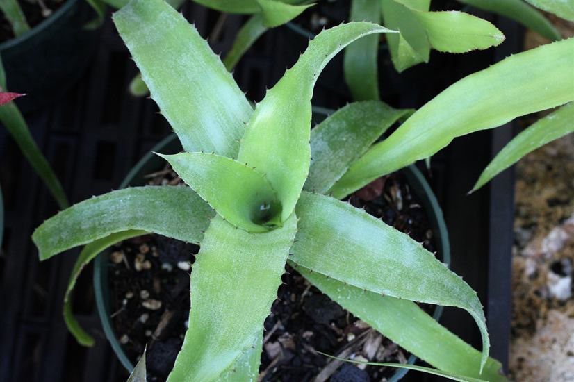 Aechmea kuntzeana, 5