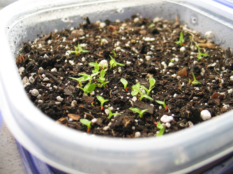 Seedlings - 3 Weeks old