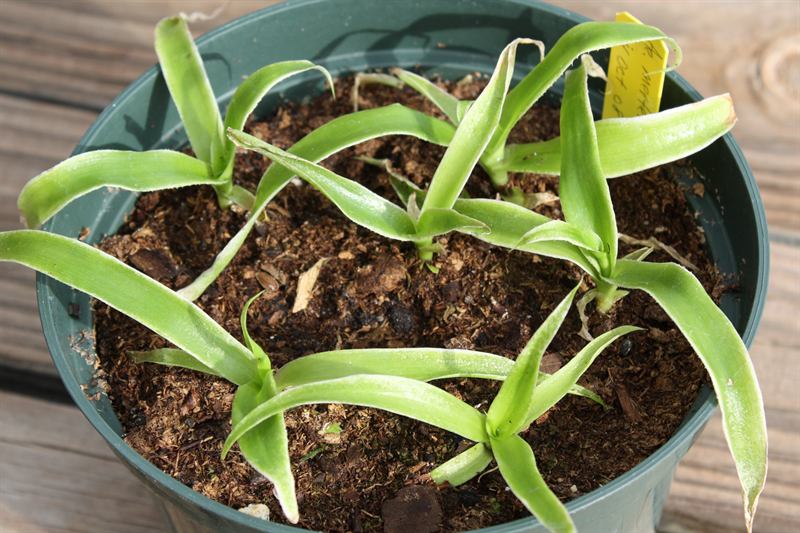 Aechmea mertensii, 1