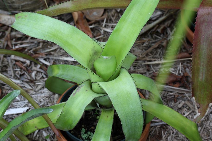 Aechmea mertensii, 2