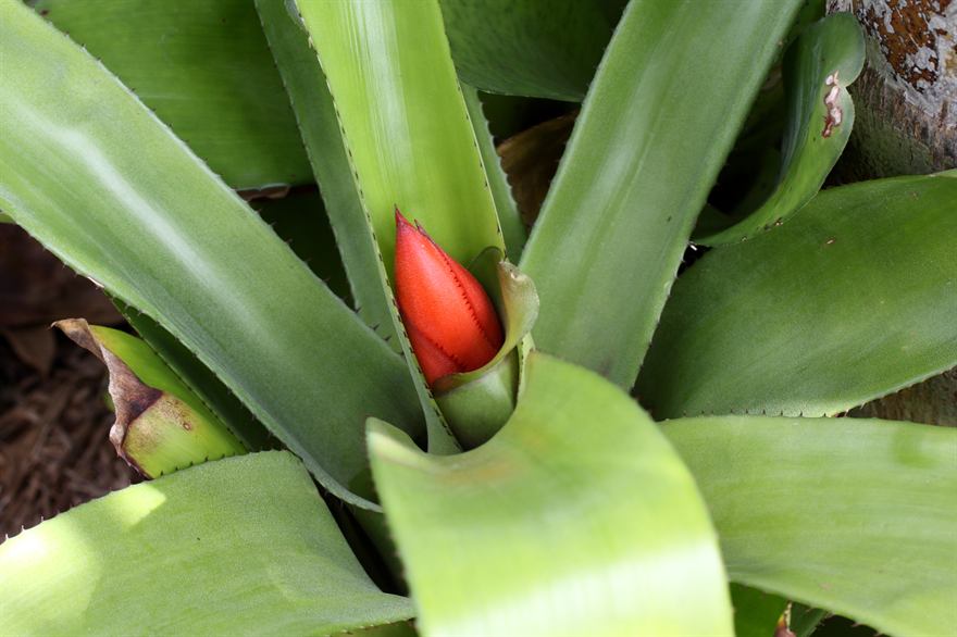 Aechmea mertensii, 3