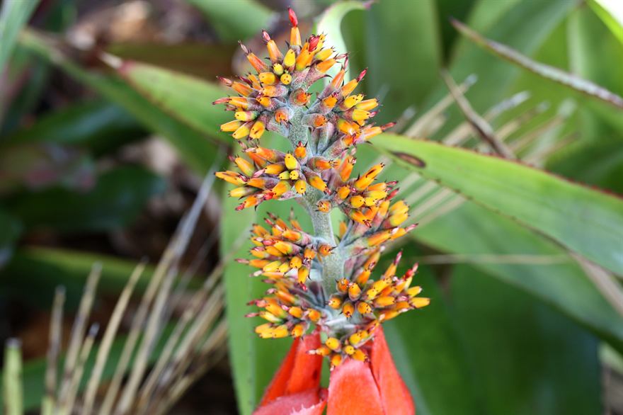Aechmea mertensii, 4