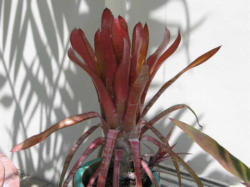 Aechmea phanerophlebia, 1