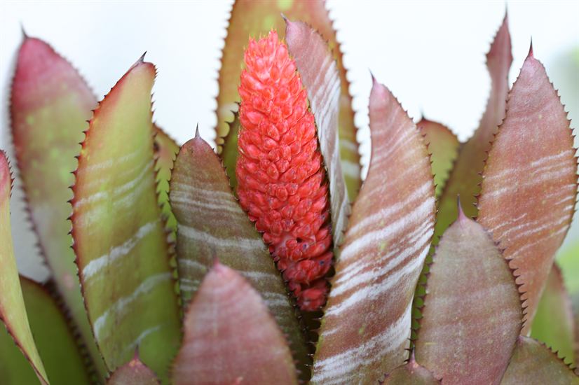 Aechmea phanerophlebia, 2