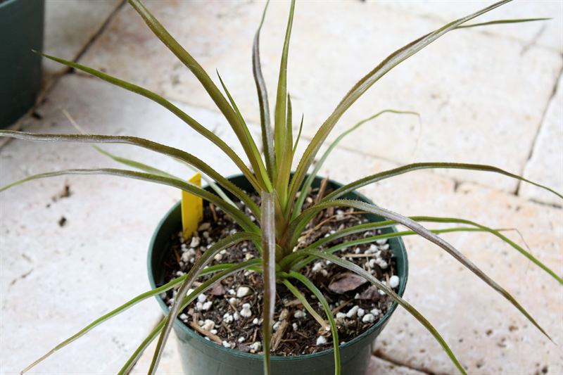 williamsii, 1