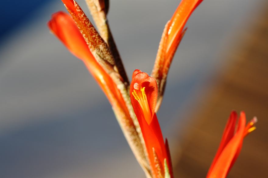 caricifolia, 3