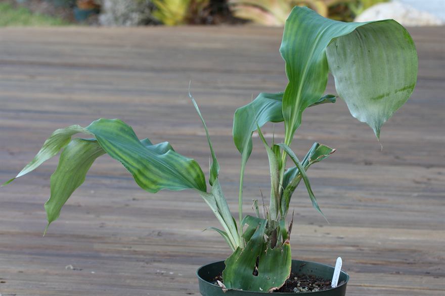 calatheoides, 1